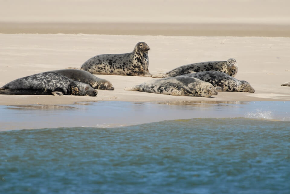 Robben auf einer Sandbank